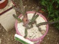 /album/asclepiadaceae/stapelia-grandiflora-3-jpg/